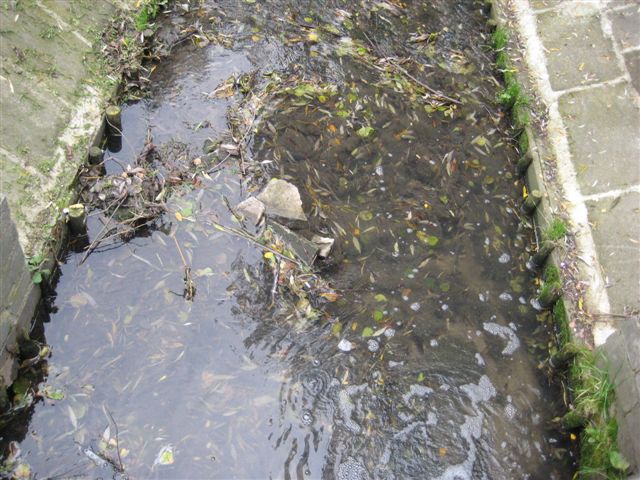 Krępica - zanieczyszczana rzeczka - Danuta Synkiewicz