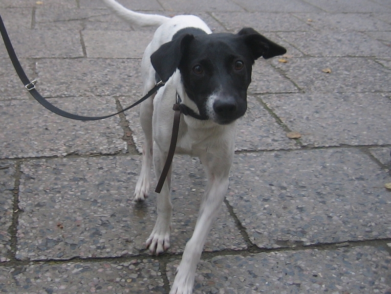 Łatek - pies z Gniezna - Rafał Muniak