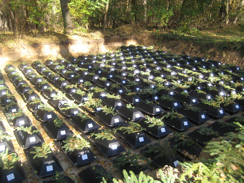 Pogrzeb Niemców Miłostowo  - Jacek Kosiak