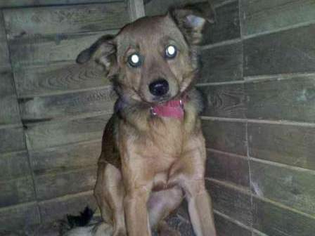 Pies z pojemnika - Straż Miejska Kalisz