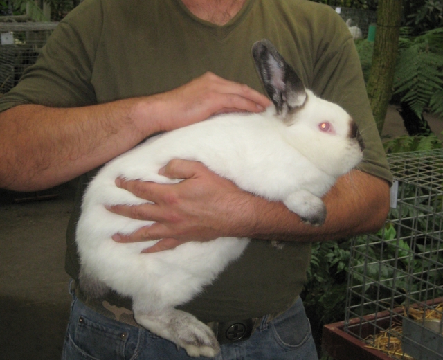 Królik na wystawie  - Alicja Łatka