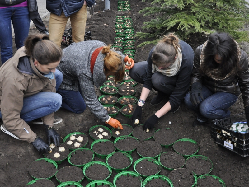 Sadzenie cebulek - na AWF - Wiktor Łucka - AWF Poznań