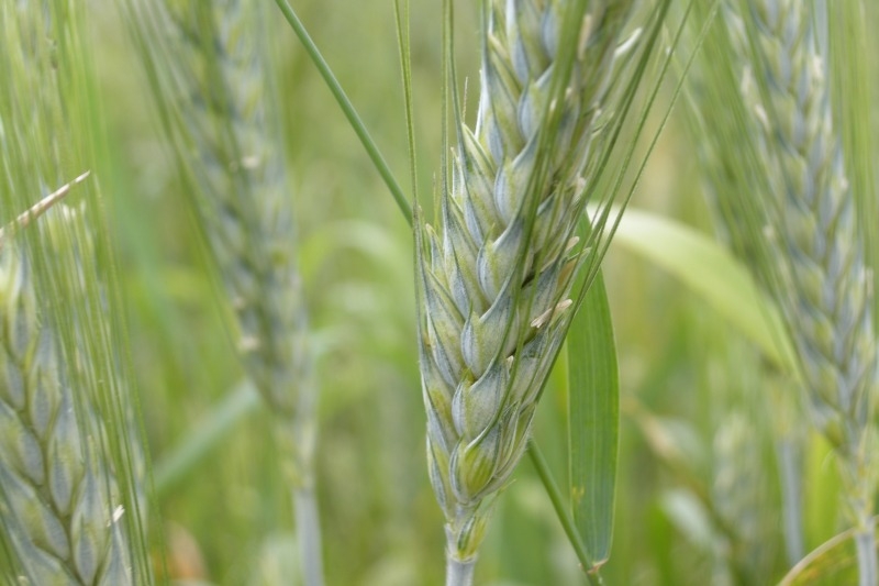 Kłosy zboża - TomFoto