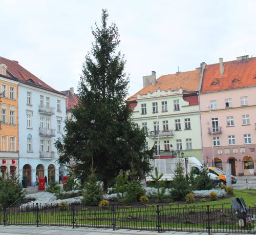 Choinka już stoi - w Kaliszu - UM Kalisza