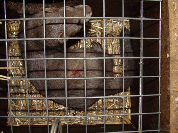 Lis, norka, fretka na fermie - mat. prasowe "Otwarte klatki"