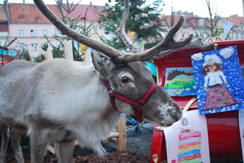 Św. Mikołaj, renifer w Kaliszu  - UM Kalisz