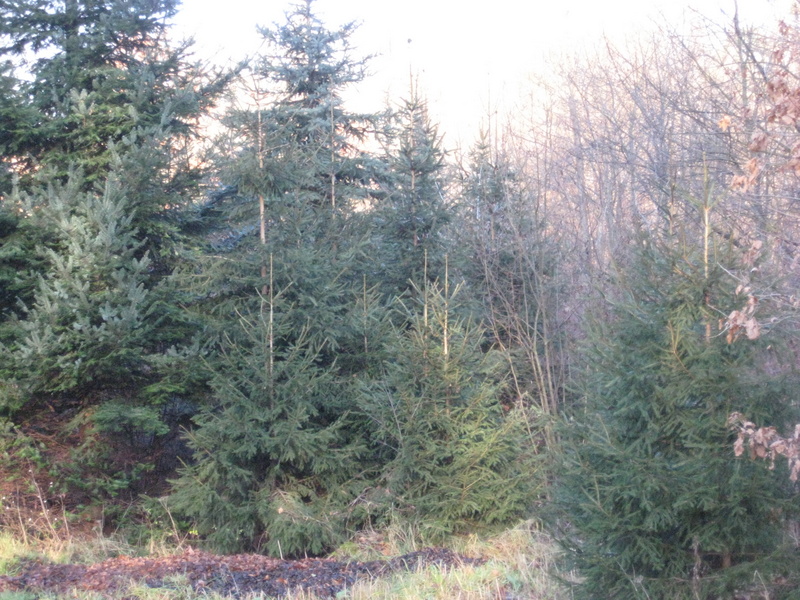 Choinka Piła - RDLP Piła