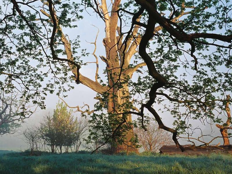 Dęby Rogalińskie - Maciej Fiszer - Muzeum Narodowe Rolnictwa w Szreniawie
