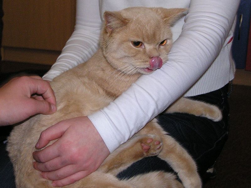 Koty - terapeuci - Beata Pieczyńska