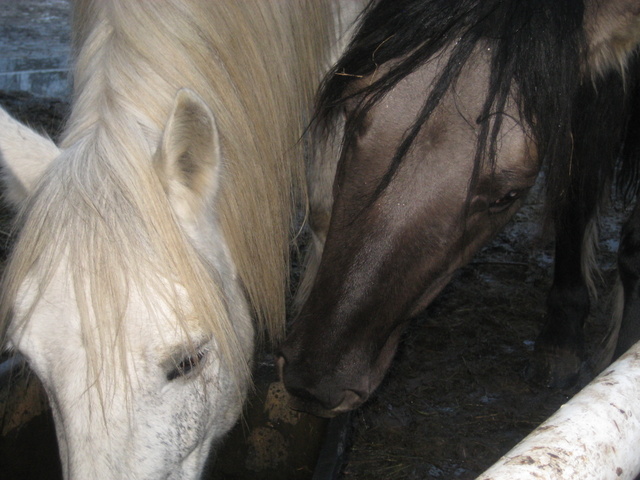 zwierzęta Smolenia (32) - Jacek Butlewski