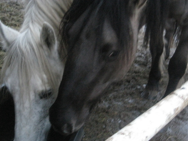 zwierzęta Smolenia (31) - Jacek Butlewski