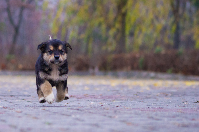 szczeniak - Schronisko w Koninie