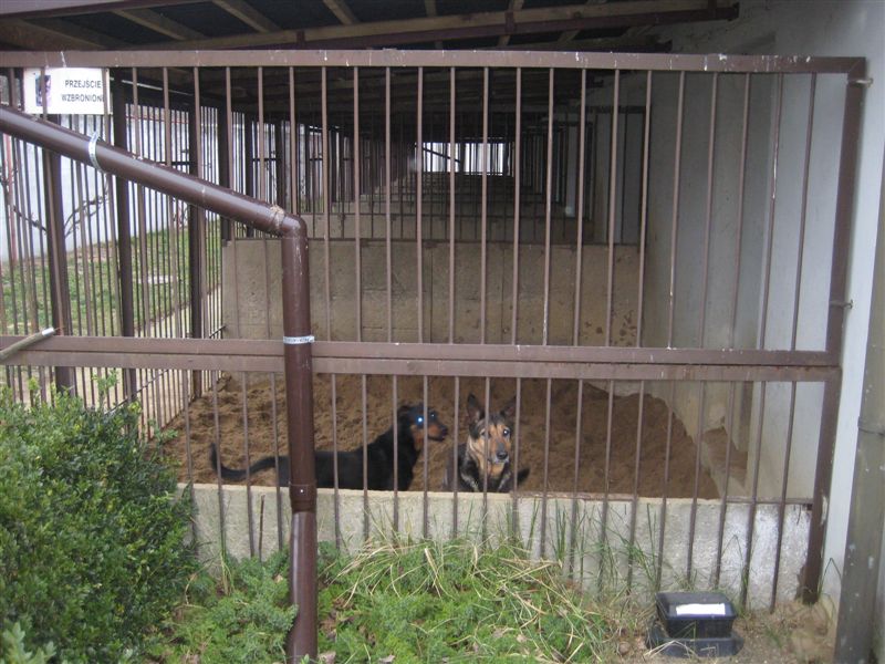 schronisko psy - Adam Michalkiewicz