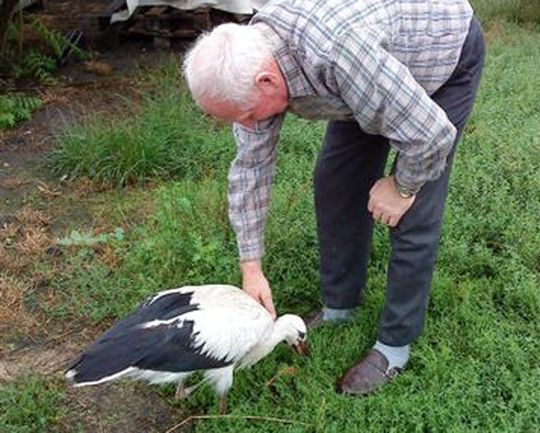 Bocian Kuba zostaje w Polsce - Iwona Krzyżak