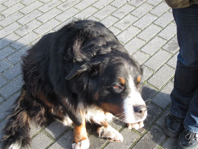 schronisko  - Magdalena Konieczna