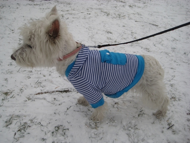 Alabama - pies w kurtce - Rafał Regulski