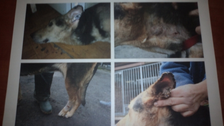 Psy dręczone - Policja/Kalisz