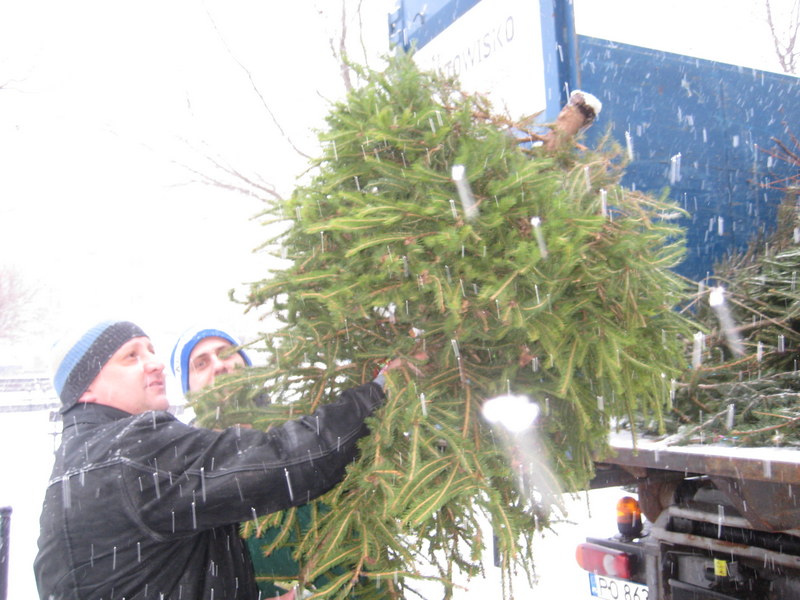 choinki zbiórka (3) - Jacek Butlewski