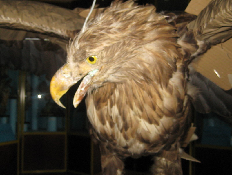 orzeł bielik ptak - Jacek Butlewski