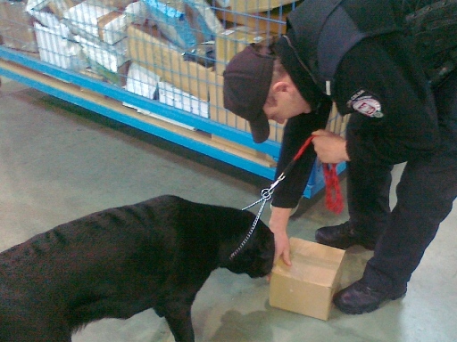 Pies celników - narkotykowy - Jacek Kosiak