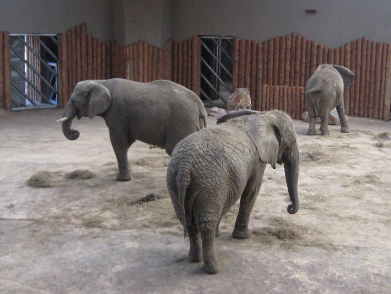 Słoniarnia - słonie - Anna Skoczek