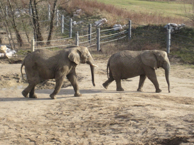 Słoniarnia - słonie - Anna Skoczek