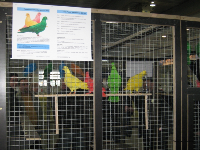 Kolorowe gołębie - Anna Skoczek