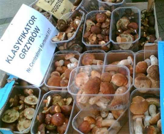 Sanepid - klasyfikacja grzybów - Adam Michalkiewicz