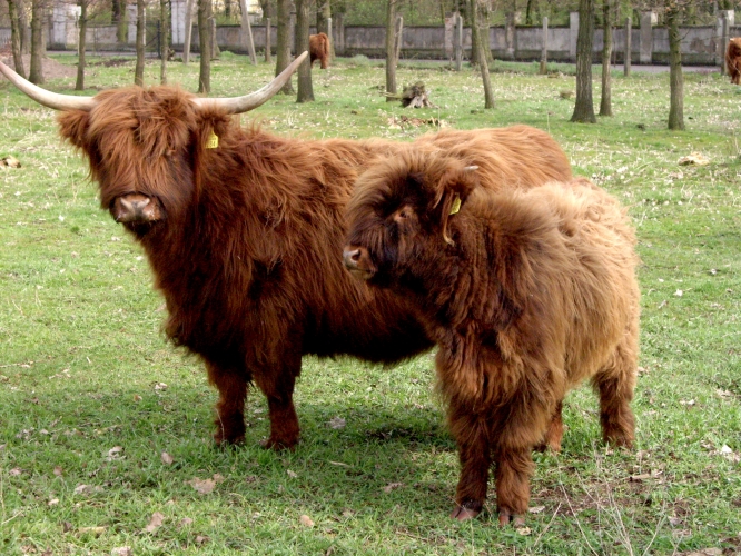 Krowy szkockie - OHZ w Garzynie