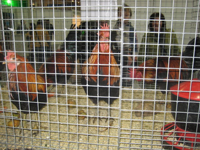 targi zwierzęta (2) - Jacek Butlewski