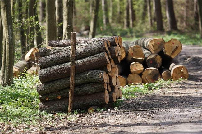Drewno w lesie - Policja/Poznań