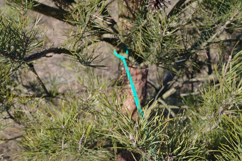 Szkielet psa w lesie - ToZ Konin