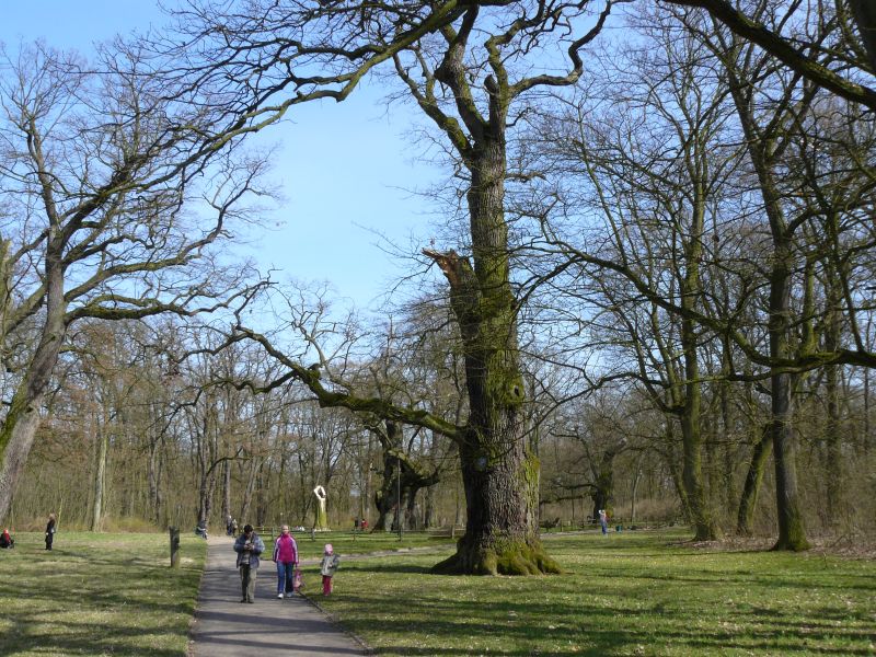 rogalin_dęby - Adam Sołtysiak