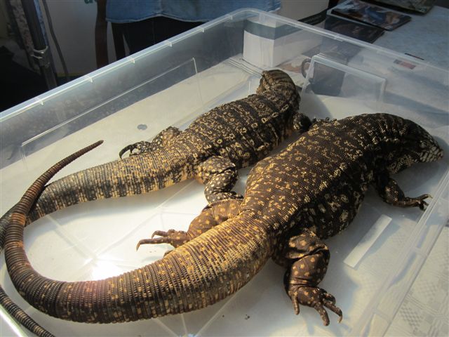 egzotyczne zwierzaki (1) - Magdalena Konieczna