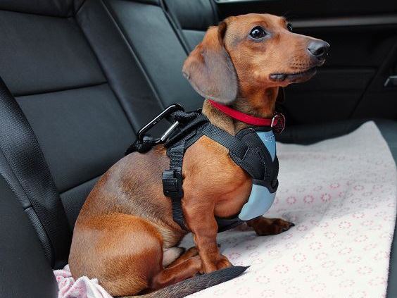 Edward - pies w pasach - Bezpieczna Strefa Zwierzaka