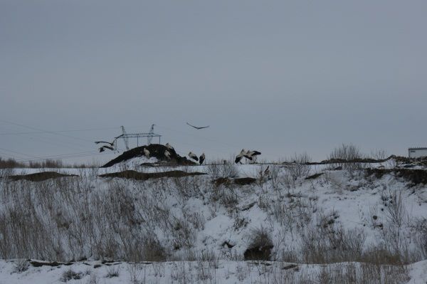 Bociany na wysypisku - Beata Pieczyńska