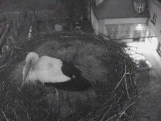 Bocian w Przygodzicach - www.bociany.ec.pl