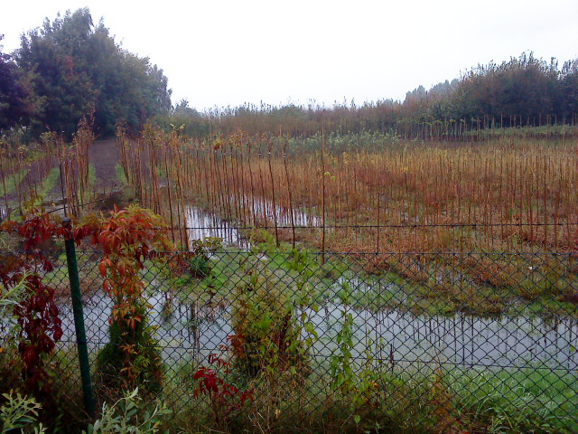 Sompolno pod wodą - Iwona Krzyżak