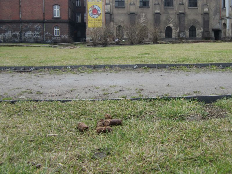 Psie kupy na ruinach kościoła - Wojciech Chmielewski