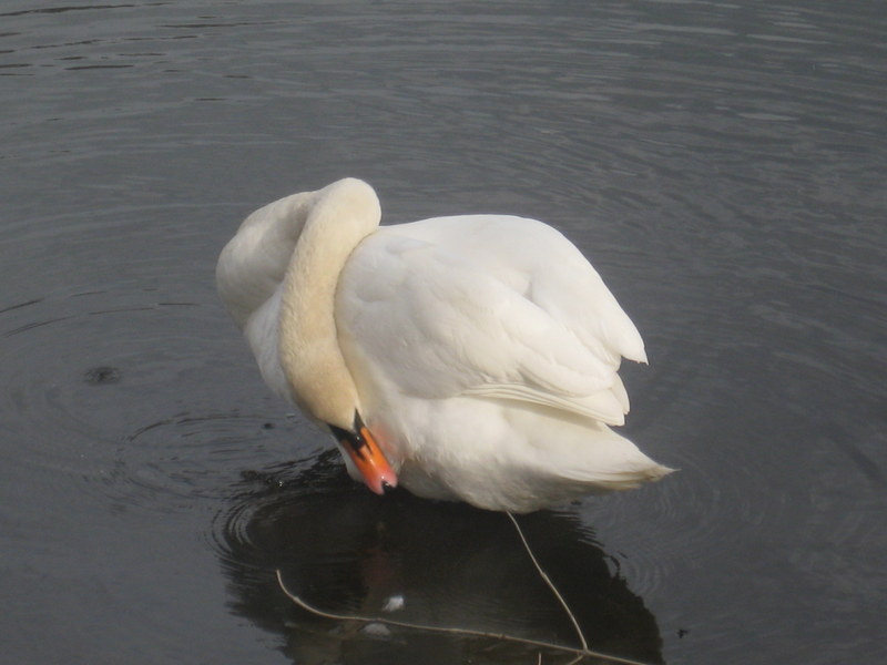 łabądź ptak (1) - Jacek Butlewski