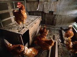 Kury w kurniku - Policja/Rawicz