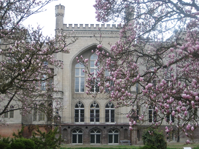 magnolie wrota do raju 2 - Rafał Regulski