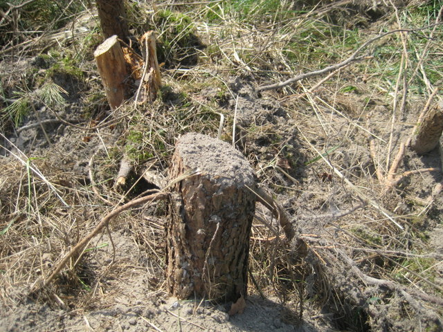 wycinka Sady (2) - Jacek Butlewski