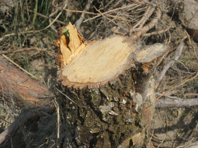 wycinka Sady (6) - Jacek Butlewski