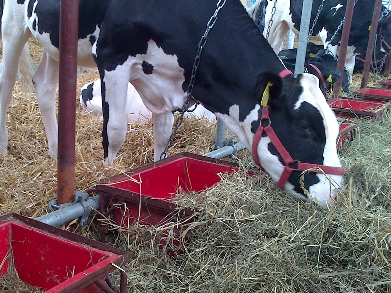 Wojciech Chmielewski