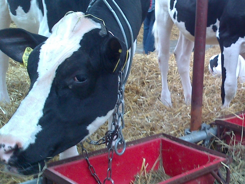 Wojciech Chmielewski