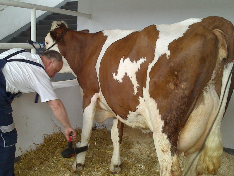 Wojciech Chmielewski