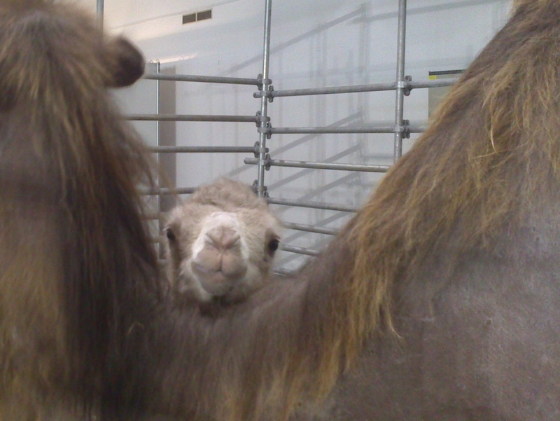 Wojciech Chmielewski