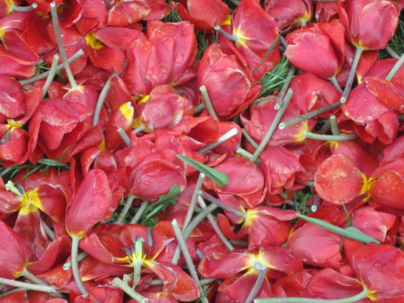 Kwiatowe dywany - tulipany - Kinga Leszczyńska