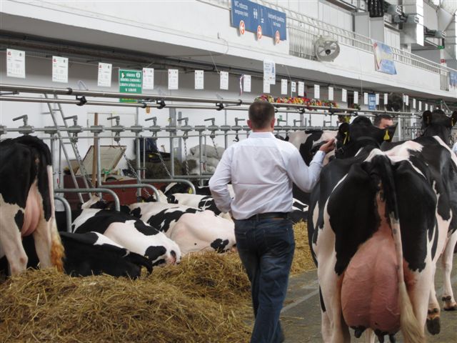 Krowa - wystawa zwierząt hodowlanych - Magda Konieczna
